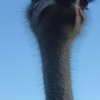 Emu