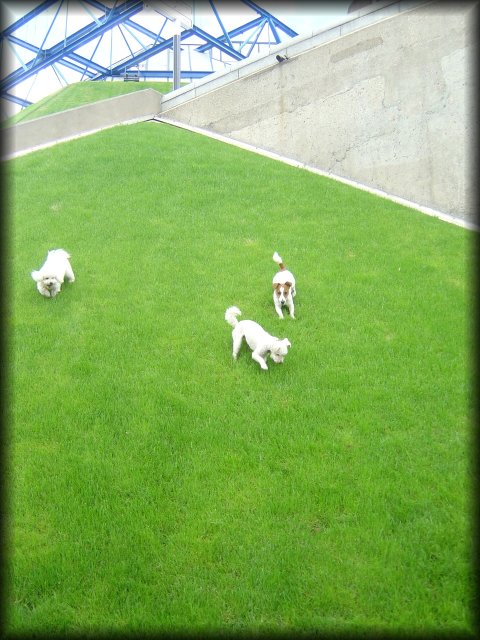 Doggies! (at Bercy)