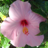 Pink hibiscus