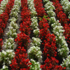 White and red stripes, White and red rows of flowers in front of IBM, Cupertino, CA