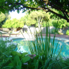 All quiet: at Arnaud's in Santa Clara, CA. Bushes, tree, pool, hammoc, back yard