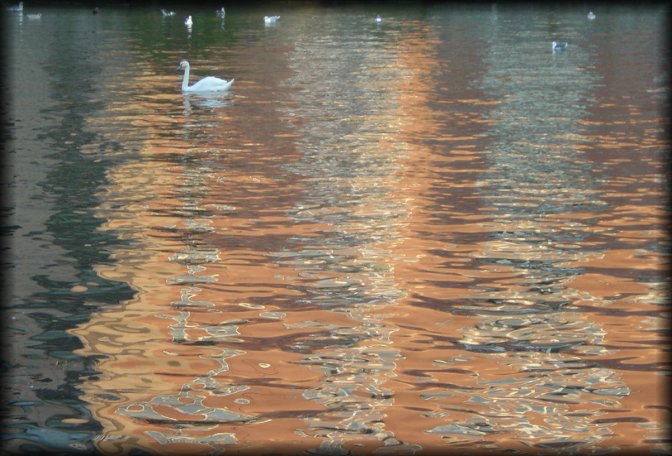 Swans on the river and salmon coloured reflections in the water