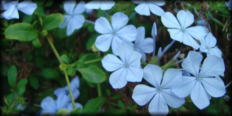 Plumbago