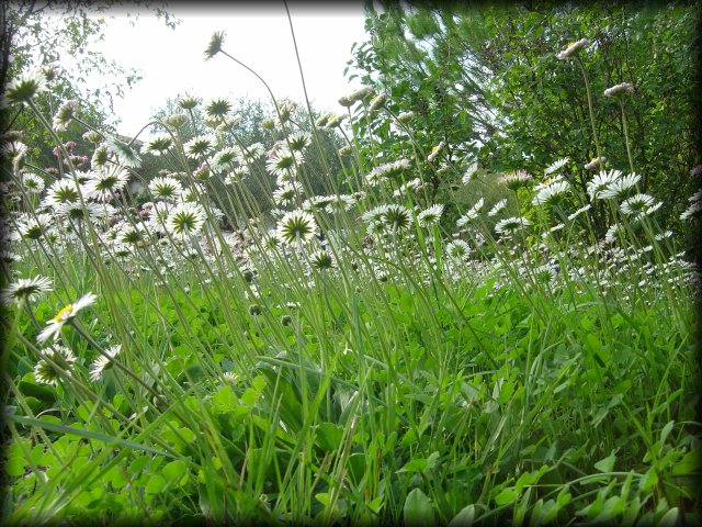 A ladybug's view: a field of daisies