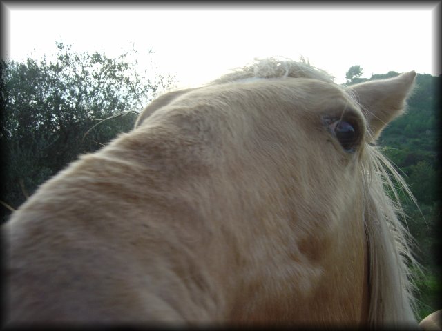 horse almost nosing my camera, on Mont Peygros near Auribeau sur Siagne, FR
