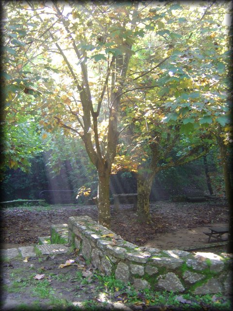sun beams reaching through trees, near Pegomas, FR