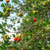 arbutus berries near Auribeau sur Siagne --the ripe ones within reach soon disappeared :)