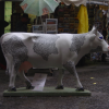 Dotted cow "Mucca Albina", Firenze