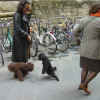 Women walking their poodles, Firenze