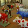 An army of mini cows, Firenze