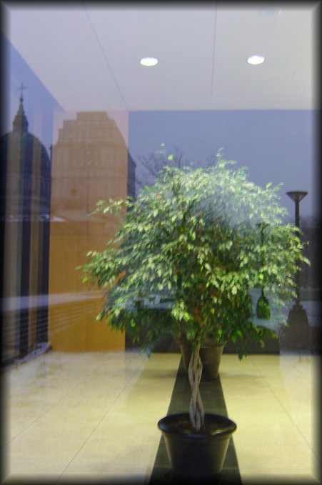 Reflection of buildings in a window and ficus tree on the other side