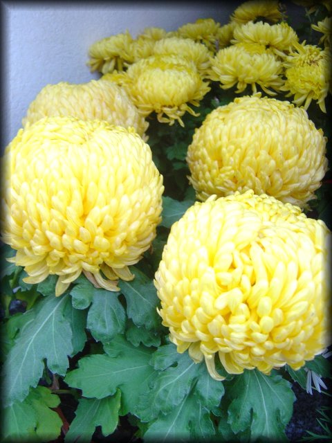 Yellow chrysanthemum