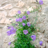 Wild flowers growing on a brick wall