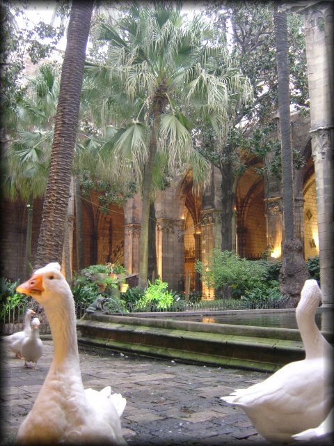 Geese in a cloister