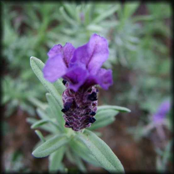 Close up of a purple flower