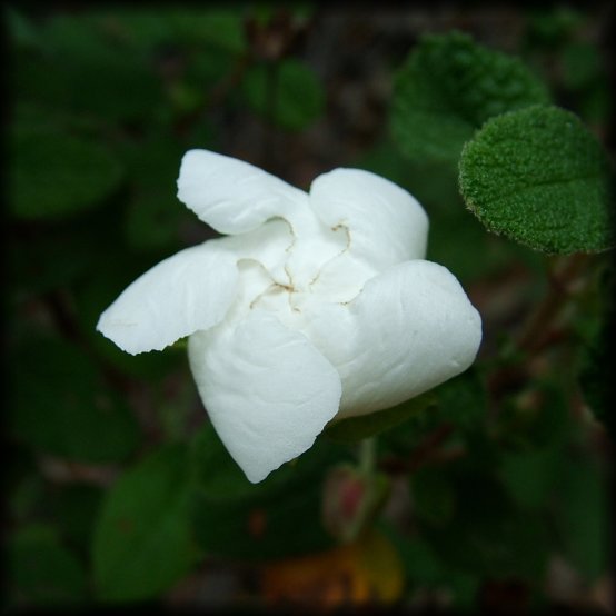 Close up of a white flower 