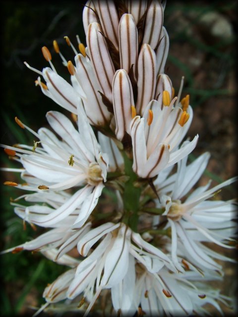 Close up of a hairy white flower