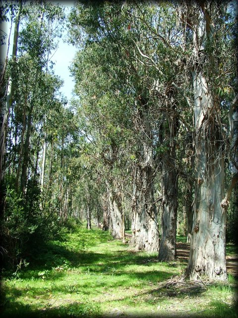 A series of pretty tall eucalyptus trees