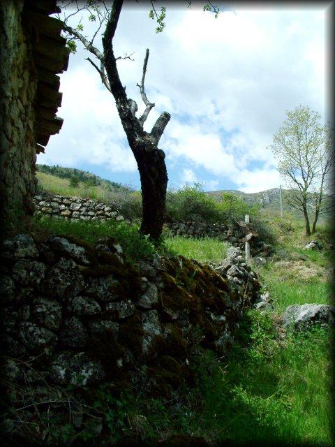 A stone wall with moss