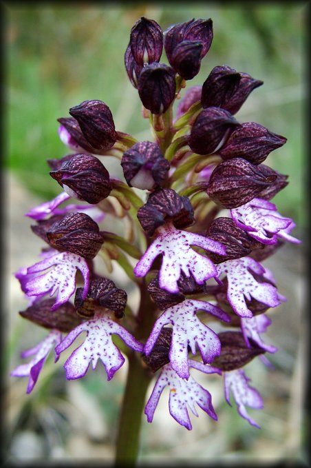 Close-up of a wild orchid