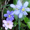 Pink, dark blue and light blue flowers