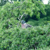 Close-up of a pigeon in a pine tree