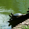 Two turtles looking up lazily on their wooden planks by the water of the pond.
