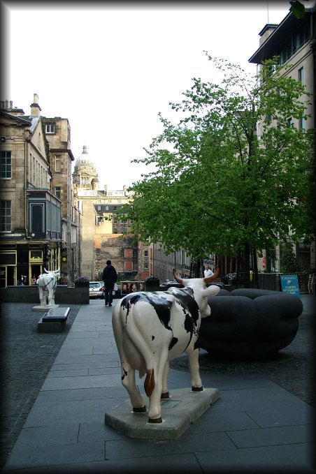 A cow seems to be following a man