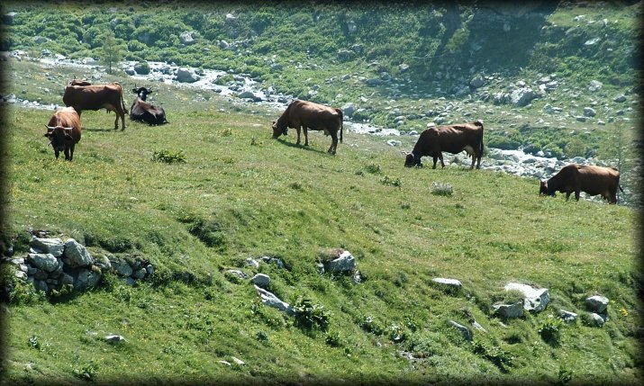 Cows grazing by a stream