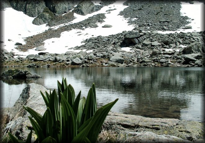 This was at the "corner" of the lake, a little further after where we ate and I crouched to catch the plant and the still-ish water, and snow and rocks.