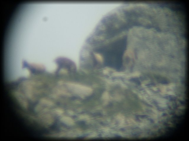 A family of chamois live at Col de Fenestre. (Taken through binoculars, hence the blurriness)