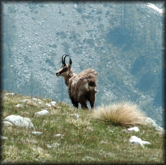 This chamois is looking warily at me.