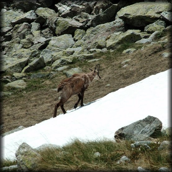 A chamois walking up the hill on a strand of snow.
