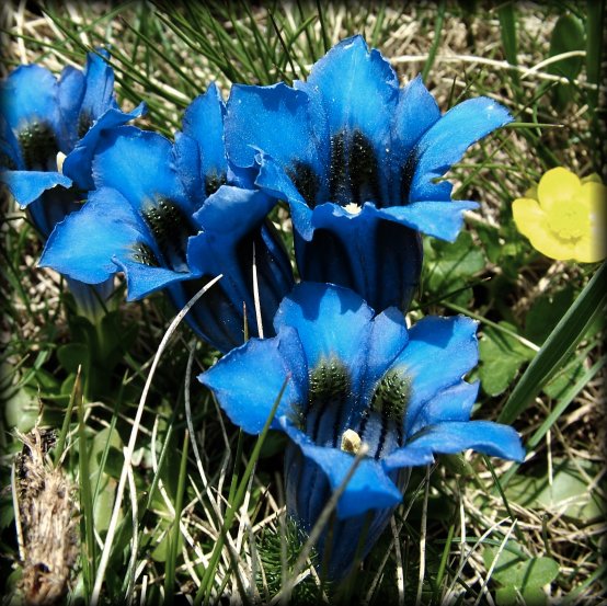 Close-up of very blue wild flowers and a little yellow one