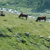 Cows grazing by a stream