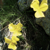 Close-up of yellow wild flowers near a rock