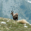 This chamois is looking warily at me.
