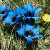 Close-up of very blue wild flowers and a little yellow one