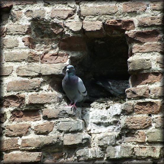 Pigeon standing proudly in a niche of a brick wall of Porta Mascarella.
