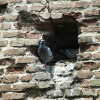 Pigeon standing proudly in a niche of a brick wall of Porta Mascarella.