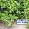 A flowered wall in Via Santo Stefano