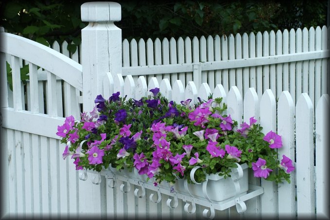 A white fence and gate and purple and pink flowers.