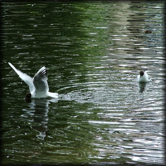 A bird is landing on the water of the pond. Another is floating behind.