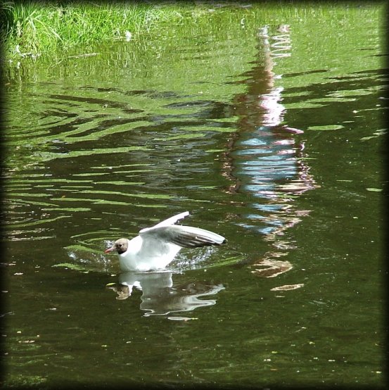 A girl reflected in the water of a pond as a bird just landed on the water.