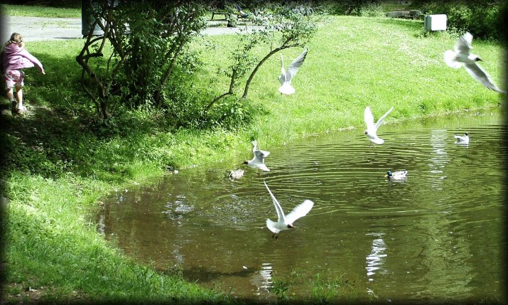 As I was shooting the girl by the pond and the birds, everybody decided to scram.