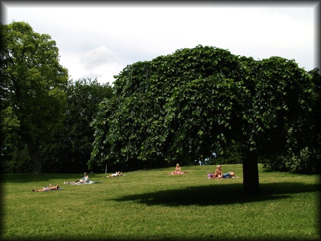 People enjoy the sun in the park. A dense tree projects a very dark shadow.