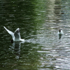 A bird is landing on the water of the pond. Another is floating behind.