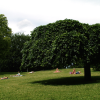 People enjoy the sun in the park. A dense tree projects a very dark shadow.
