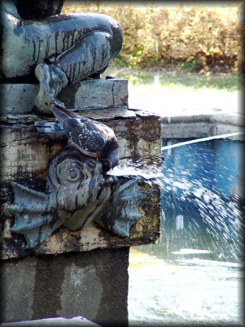 A pigeon drinking from the fountain