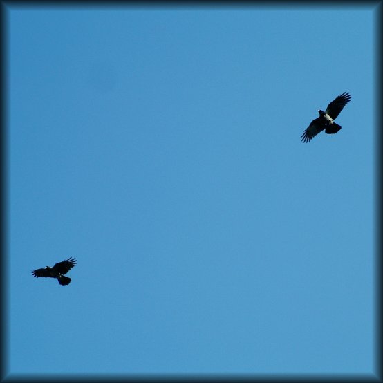 Two large birds (might be ravens) against a very deep blue sky
